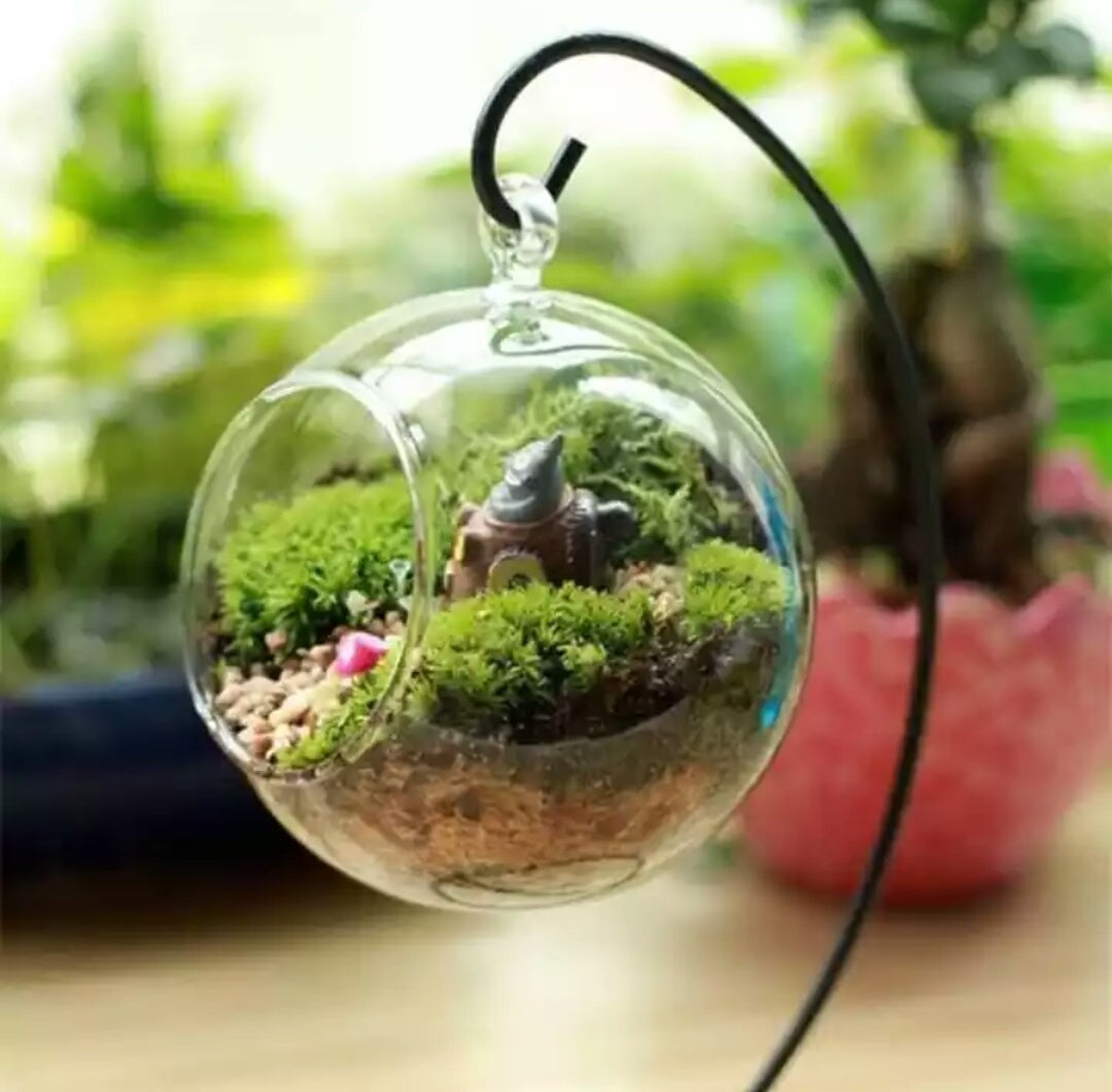 buy glass planter for air plants 