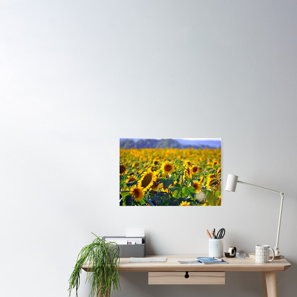 Sonnenblumenfeld -Wandplakat