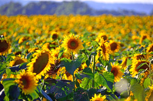 Sunflower Field Wall Poster